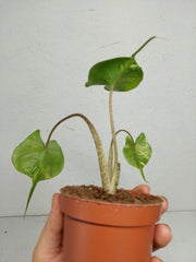 Sad Plants