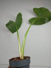Sad Plants