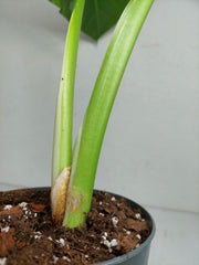 Sad Plants