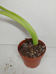 Sad Plants