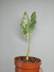 Sad Plants