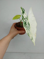 Sad Plants