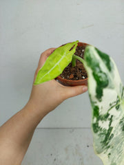 Sad Plants