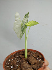 Sad Plants