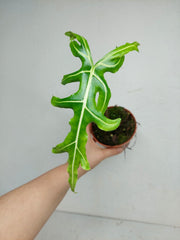 Sad Plants