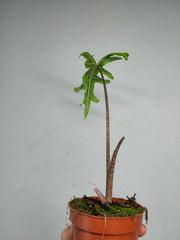 Sad Plants