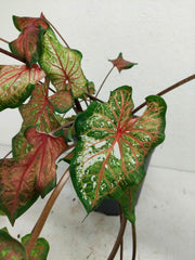 Sad Plants