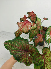 Sad Plants