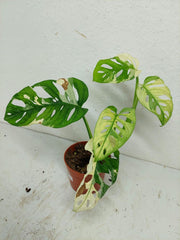 Sad Plants