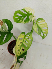 Sad Plants