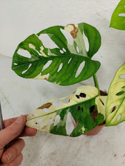 Sad Plants