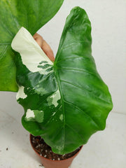 Sad Plants