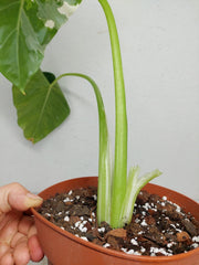 Sad Plants