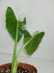 Sad Plants