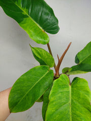 Philodendron Jungle Fever Variegata