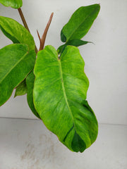 Philodendron Jungle Fever Variegata