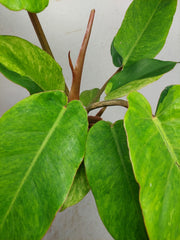 Philodendron Jungle Fever Variegata