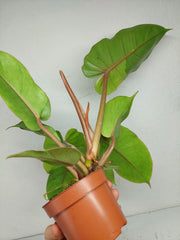 Philodendron Jungle Fever Variegata