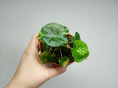 Alocasia Frydek Round Aurea