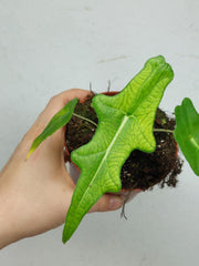 Alocasia Portei Ghost Variegata