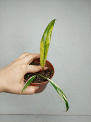 Philodendron Caramel Marble Variegata
