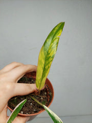 Philodendron Caramel Marble Variegata