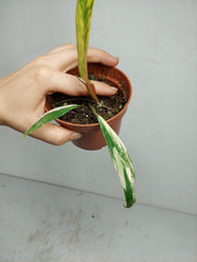 Philodendron Caramel Marble Variegata