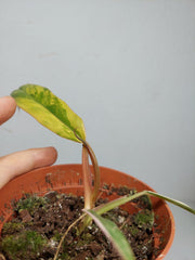 Philodendron Caramel Marble Variegata