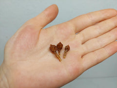 Alocasia Nobilis Pink (Rhizom / Bulbe)