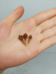 Alocasia Nobilis Pink (Rhizom / Bulbe)