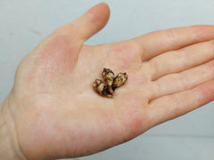 Alocasia Portei Aurea (Rhizom / Bulbe)