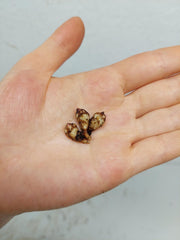 Alocasia Portei Aurea (Rhizom / Bulbe)