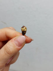 Alocasia Portei Aurea (Rhizom / Bulbe)