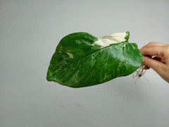 Monstera Lechleriana Variegata Stecklinge