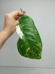 Monstera Lechleriana Variegata Stecklinge