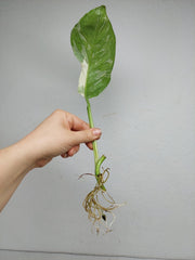 Monstera Lechleriana Variegata Stecklinge