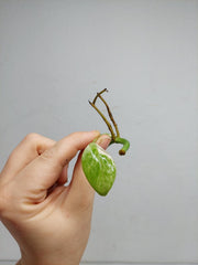 Monstera Lechleriana Variegata Stecklinge