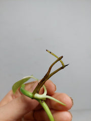 Monstera Lechleriana Variegata Stecklinge