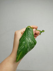 Monstera Lechleriana Variegata Stecklinge