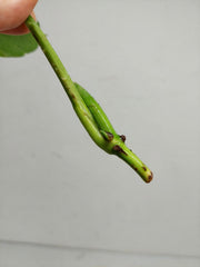 Monstera Lechleriana Variegata Stecklinge