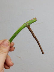 Sad Plants