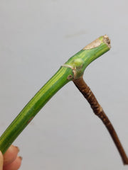 Sad Plants
