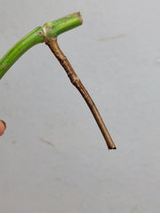 Sad Plants