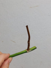 Sad Plants