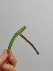 Sad Plants
