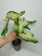 Sad Plants
