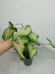 Sad Plants