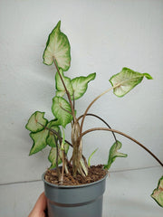 Sad Plants