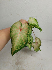Sad Plants