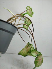 Sad Plants